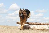 BERGER ALLEMAND 266